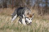 ALASKAN MALAMUTE 882